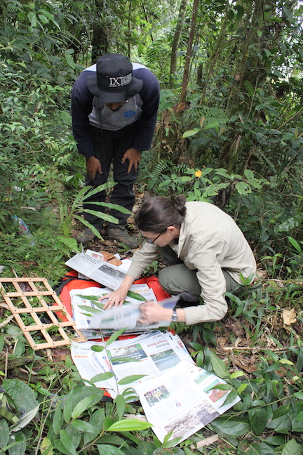 Photograph of two people in jungle. One person is crouching on the ground, placing leaves between pieces of newspaper. The other person is bent over, watching.