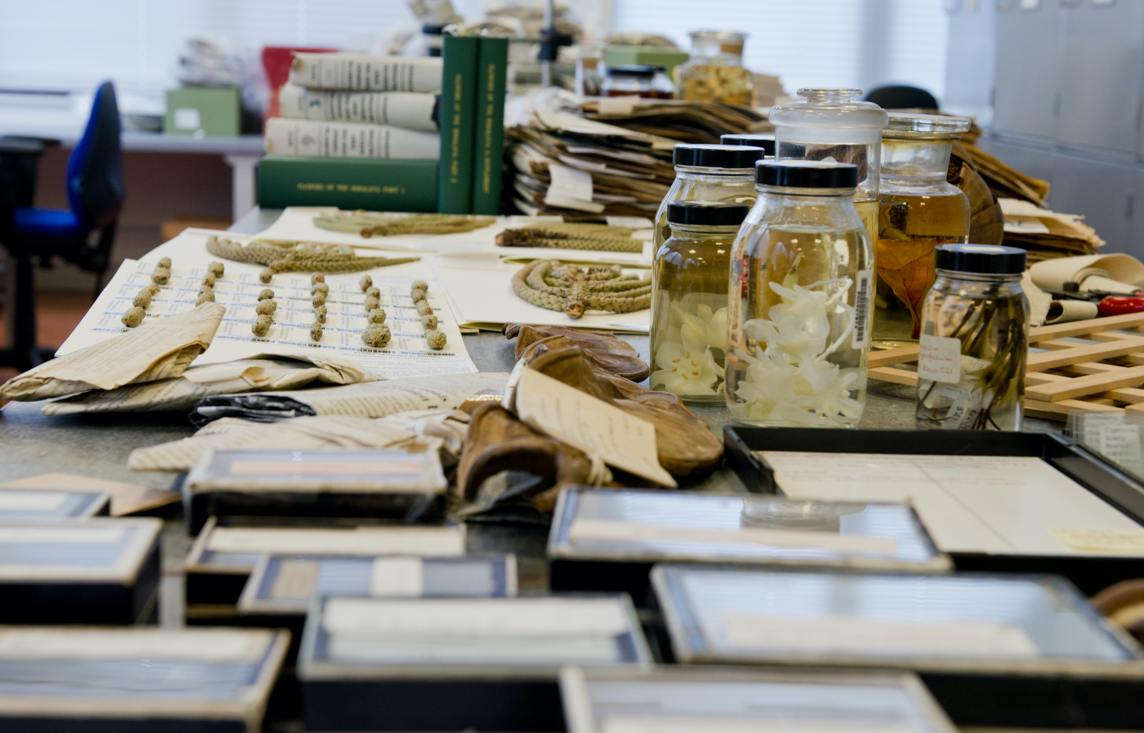 Close up view of a table laden with objects, taken from table height. In the foreground are boxes. Behind them, botanical samples are spread out on the table, some mounted on paper, others in jars. At the back are books and a pile of folders.